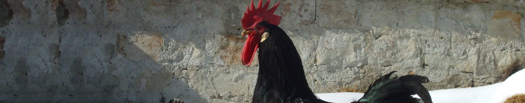 pollo